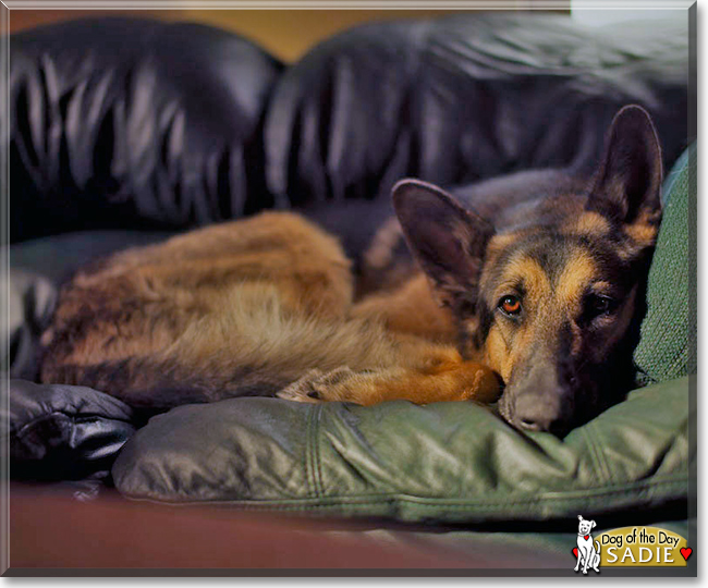 Sadie the German Shepherd Dog, the Dog of the Day