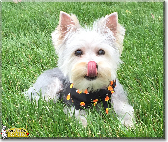 Roux the Maltese/Yorkshire Terrier, the Dog of the Day