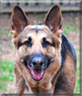 Sasha the German Shepherd Dog