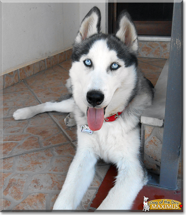 Maximus the Siberian Husky, the Dog of the Day