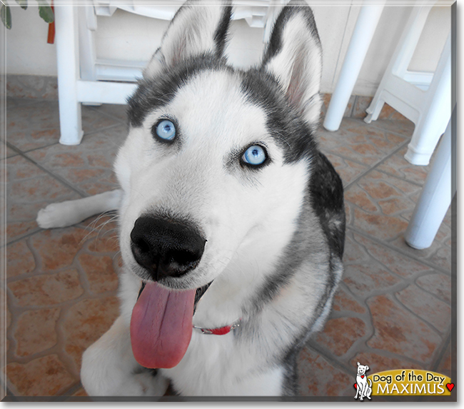 Maximus the Siberian Husky the Dog of the Day