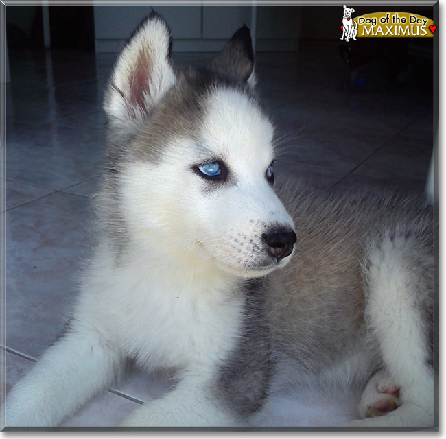 Maximus the Siberian Husky the Dog of the Day
