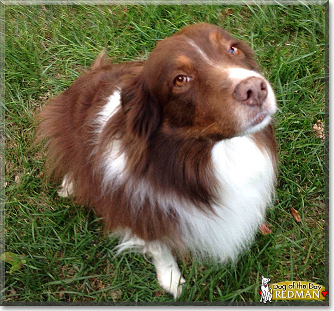 Redman the Australian Shepherd/Border Collie mix, the Dog of the Day