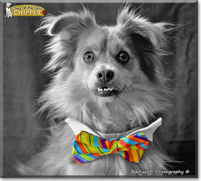 Chipper the Pomeranian the Dog of the Day