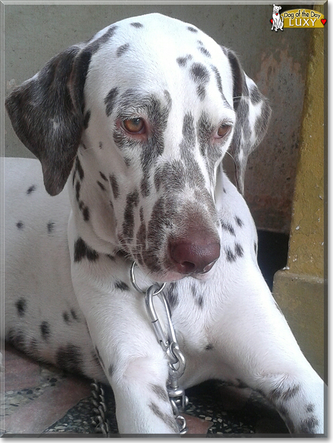 Luxy the Dalmatian, the Dog of the Day