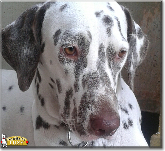 Luxy the Dalmatian the Dog of the Day