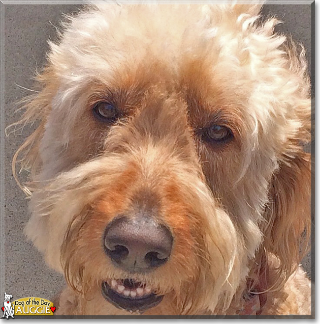 Auggie the Golden Retriever/Poodle, the Dog of the Day