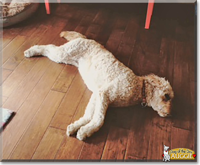 Auggie the Golden Retriever/Poodle the Dog of the Day