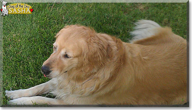 Sasha the Golden Retriever the Dog of the Day