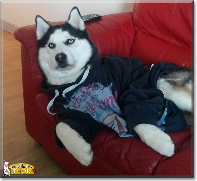Thor the Siberian Husky, the Dog of the Day