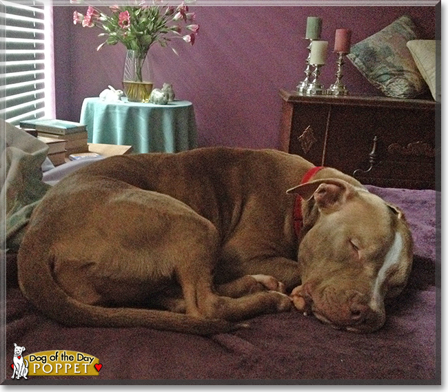 Poppet the American Pit Bull Terrier, the Dog of the Day