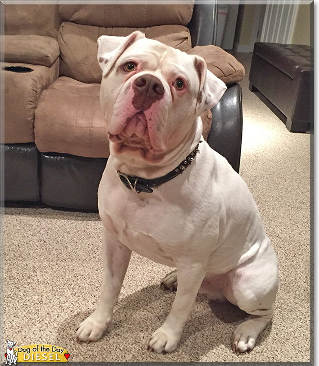 Diesel the American Bulldog, the Dog of the Day