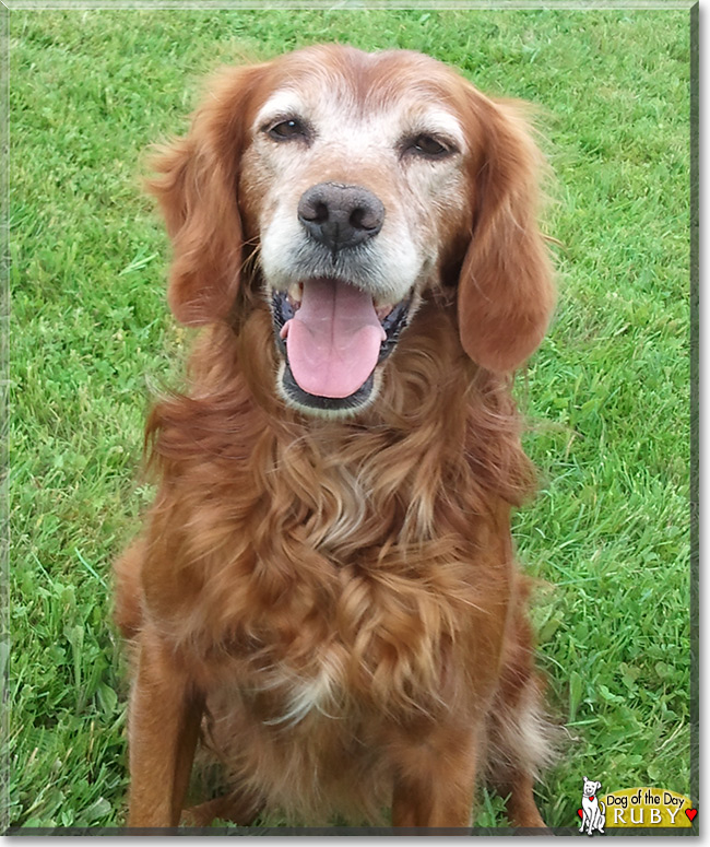 Ruby the Irish Setter, the Dog of the Day
