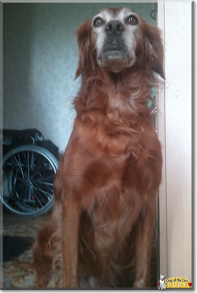 Ruby the Irish Setter, the Dog of the Day