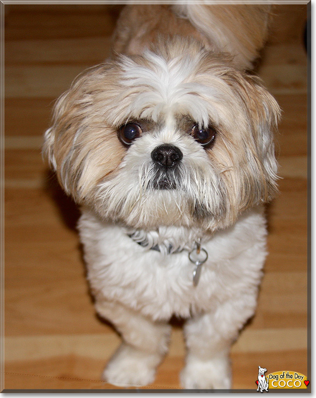 Coco the Shih Tzu, the Dog of the Day