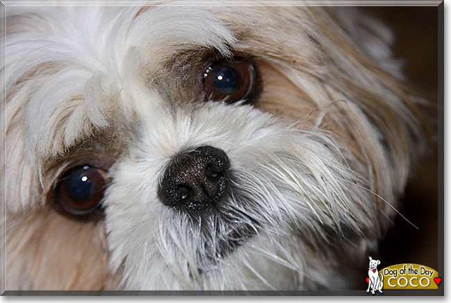 Coco the Shih Tzu, the Dog of the Day