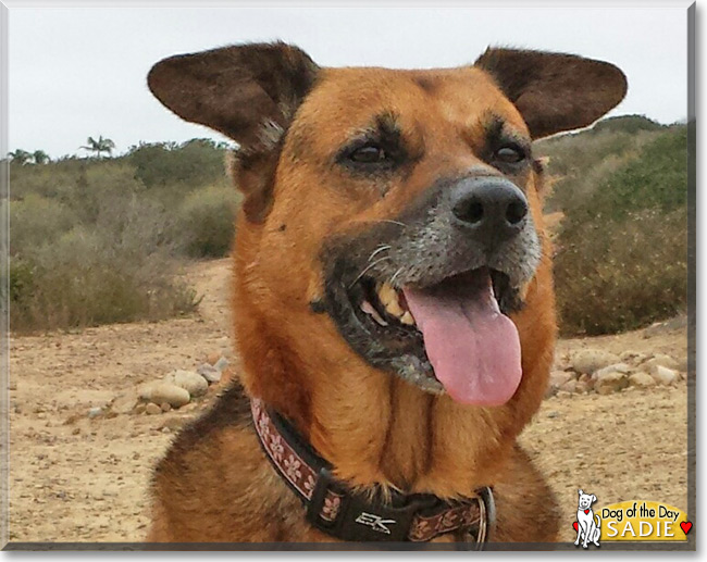 Sadie the Shepherd mix, the Dog of the Day