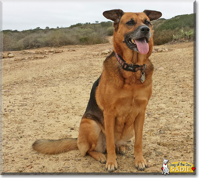 Sadie the Shepherd mix, the Dog of the Day