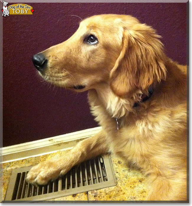  Toby the Golden Retriever, the Dog of the Day