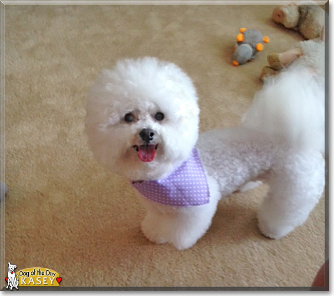 Kasey the Bichon Frise, the Dog of the Day