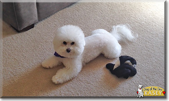 Kasey the Bichon Frise, the Dog of the Day