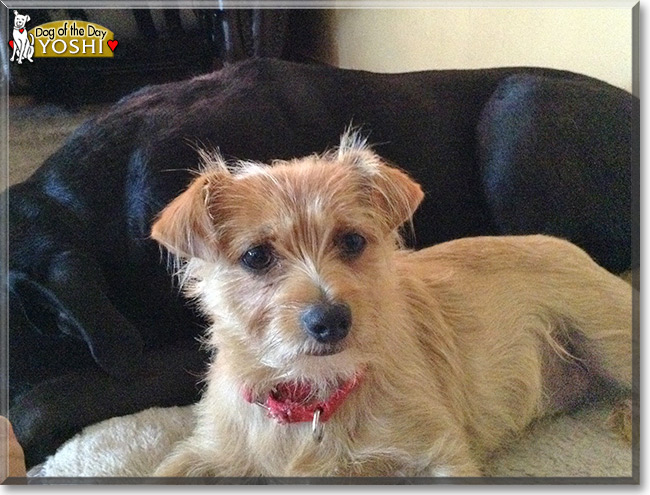 Yoshi the Yorkshire Terrier Mix, the Dog of the Day 