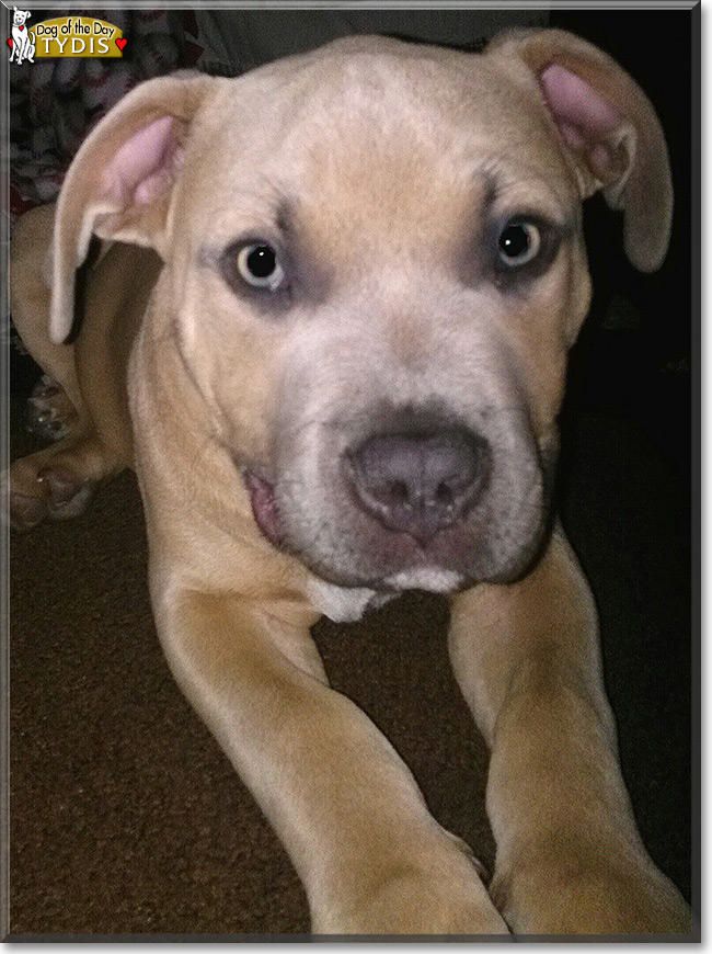 Tydis the Blue/Fawn Pitbull, the Dog of the Day