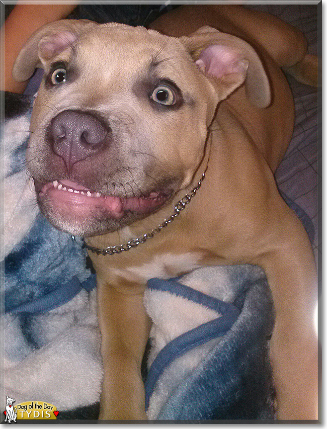 Tydis the Blue/Fawn Pitbull, the Dog of the Day 