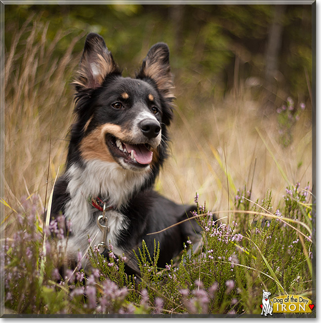 Iron the Border Collie, the Dog of the Day