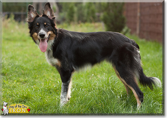 Iron the Border Collie, the Dog of the Day 