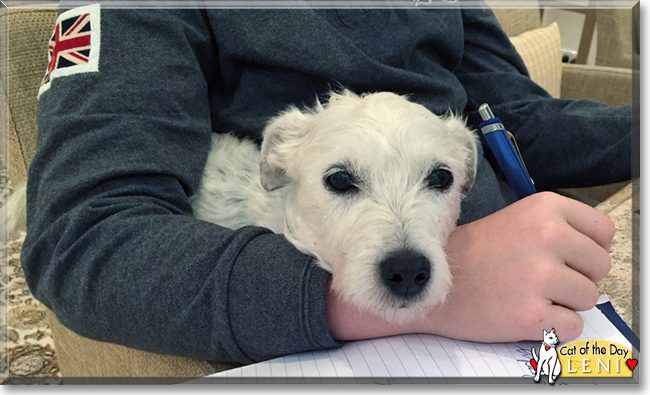 Leni the Parson Russell Terrier, the Dog of the Day