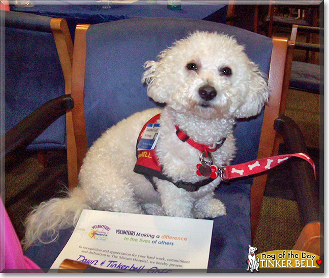 Tinker Bell the Bichon Frise, the Dog of the Day