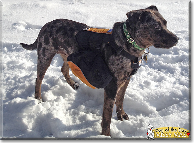 Missy Mae the Catahoula mix, the Dog of the Day