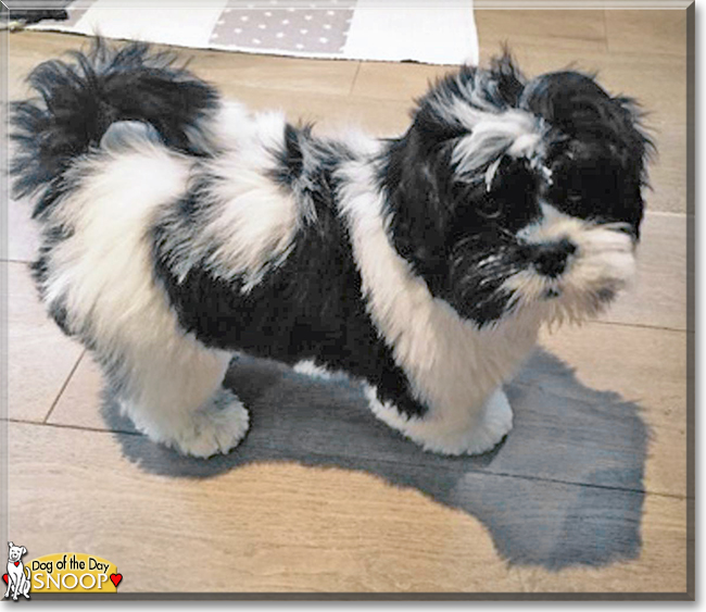 Snoop the Lhasa Apso, the Dog of the Day