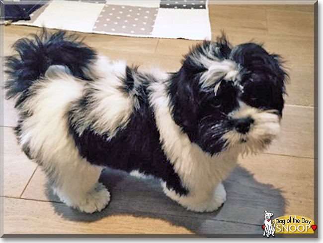 Snoop the Lhasa Apso, the Dog of the Day