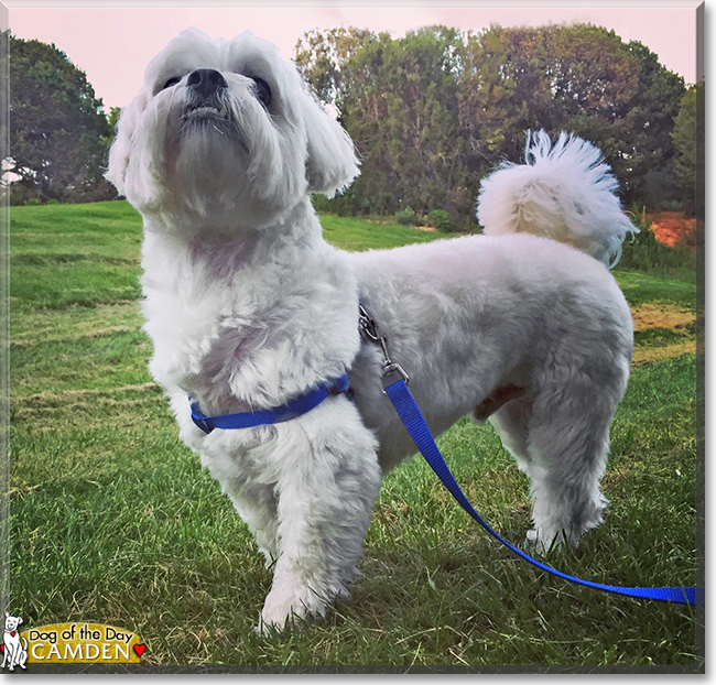 Camden the Maltese Poodle Mix, the Dog of the Day