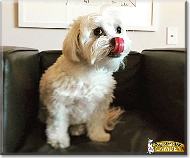 Camden the Maltese Poodle Mix, the Dog of the Day