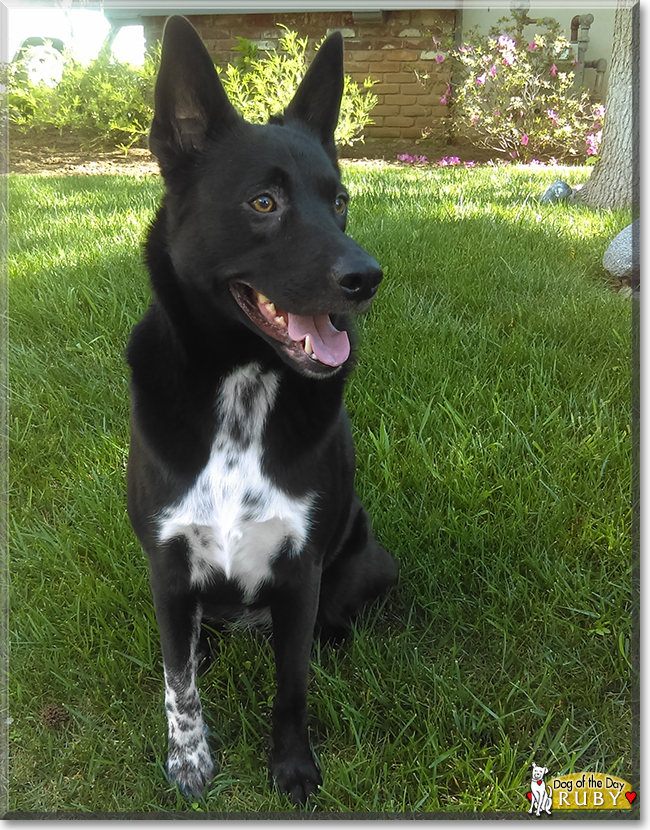 Ruby the Cattle Dog/Labrador Mix, the Dog of the Day