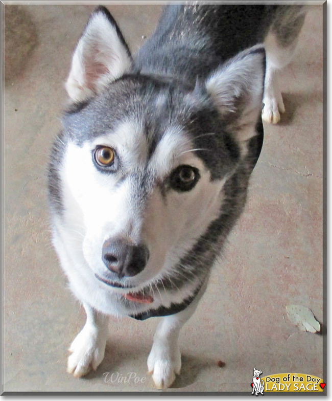 Lady Sage the Siberian Husky, the Dog of the Day