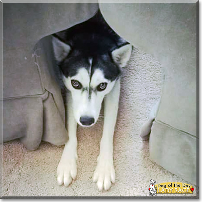 Lady Sage the Siberian Husky, the Dog of the Day