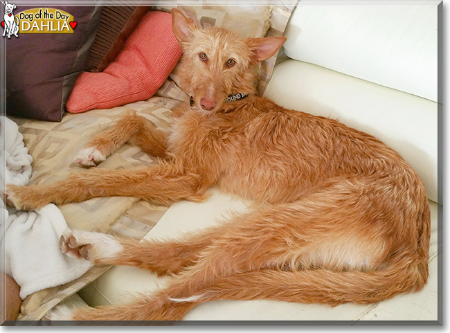 Dahlia the Wire Haired Podenco, the Dog of the Day