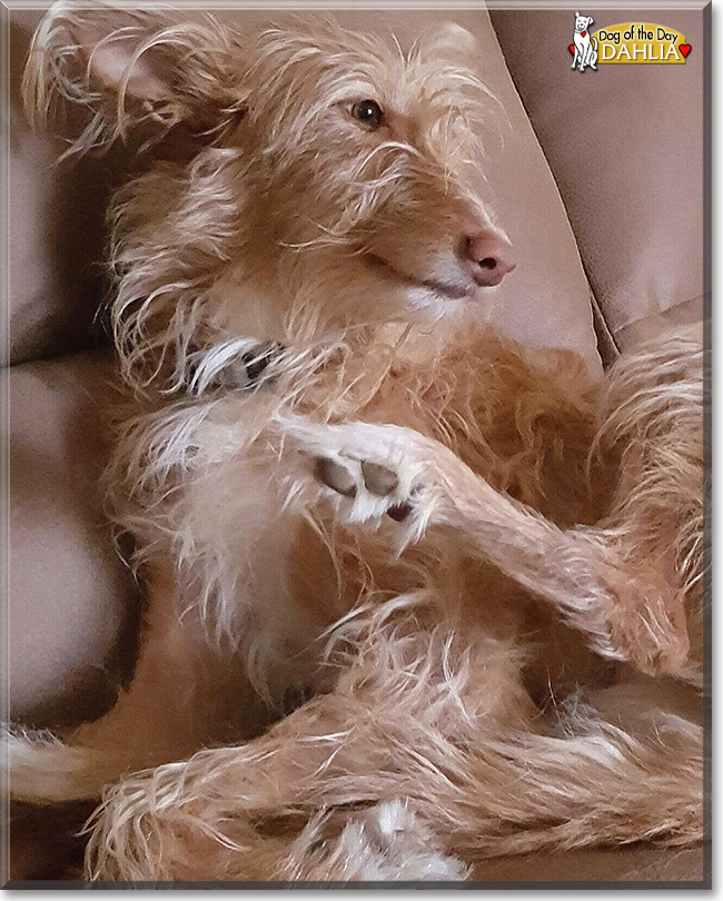 Dahlia the Wire Haired Podenco, the Dog of the Day