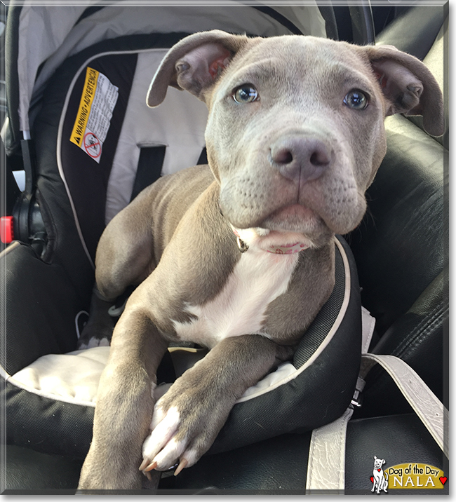 Nala the Blue Nose Pitbull Terrier, the Dog of the Day