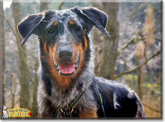 Ygritte the Beauceron, the Dog of the Day