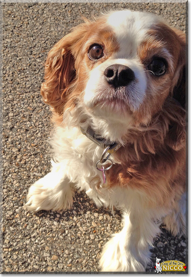 Nicco the Cavalier King Charles Spaniel, the Dog of the Day