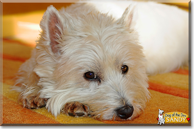 Sandy the West Highland White Terrier, the Dog of the Day
