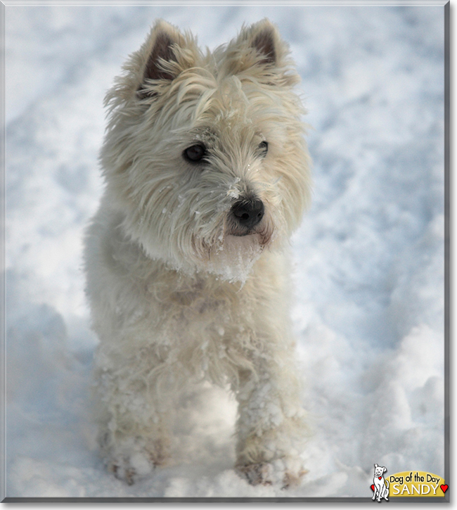 Sandy the West Highland White Terrier, the Dog of the Day