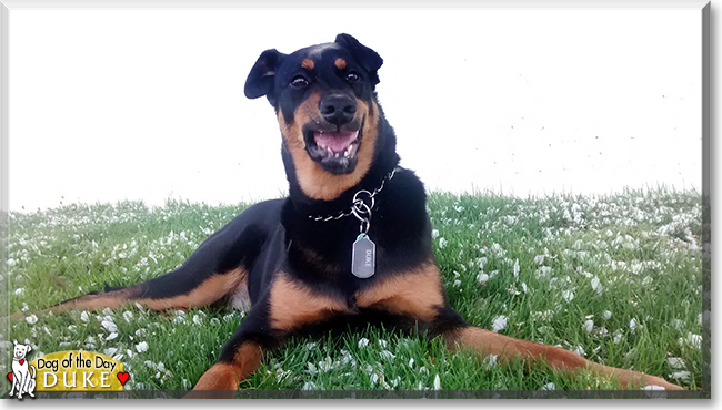 Duke the Rottweiler/Doberman Pinscher, the Dog of the Day