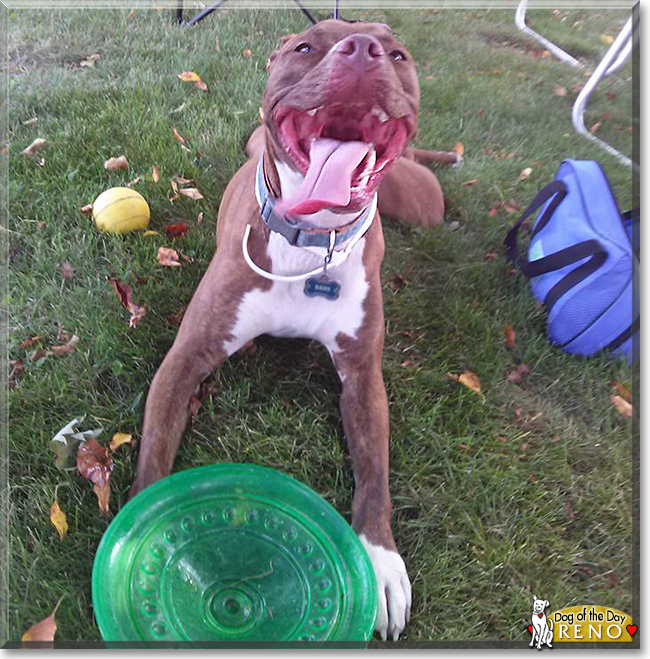 Reno the Pit Bull Terrier, the Dog of the Day