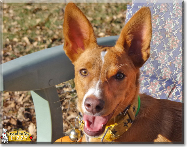 Lizzy the Podenco Andaluz, the Dog of the Day